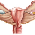 Homology of the male and female genitalia