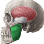 Musculus masseter