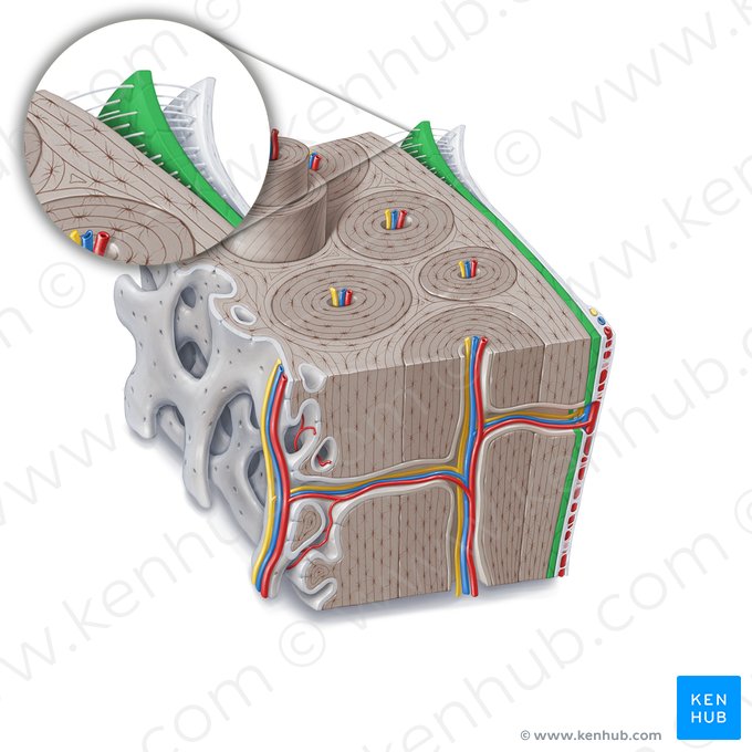 Osteogenic layer of periosteum (Stratum osteogenicum periostei); Image: Paul Kim