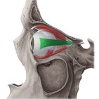Musculus rectus lateralis
