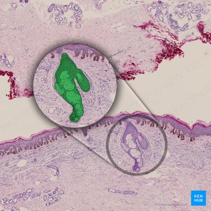 Sebaceous gland (Glandula sebacea); Image: 