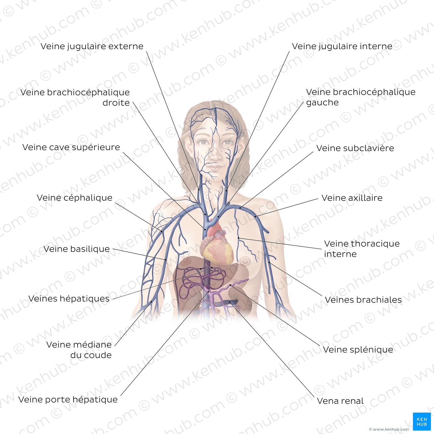Système cardiovasculaire : Veines de la partie supérieure du corps
