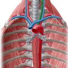 Left common carotid artery