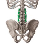 Intertransversarii lumborum muscles