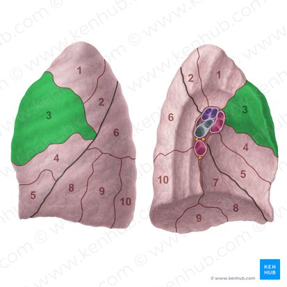 Segmento anterior do pulmão esquerdo (Segmentum anterius pulmonis sinistri); Imagem: Paul Kim