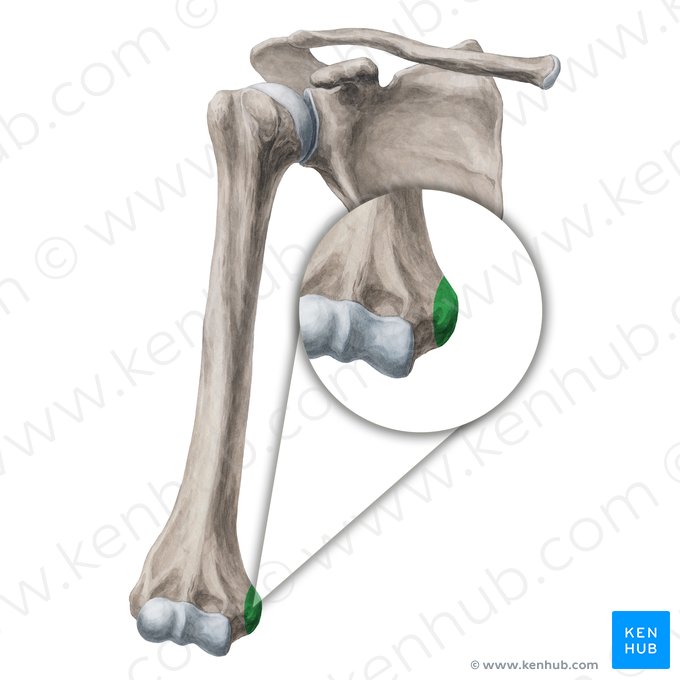 Medial epicondyle of humerus (Epicondylus medialis humeri); Image: Yousun Koh