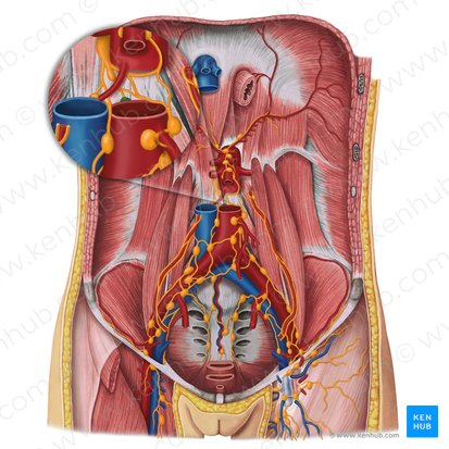 Retroaortic lymph nodes (Nodi lymphoidei retroaortici); Image: Irina Münstermann