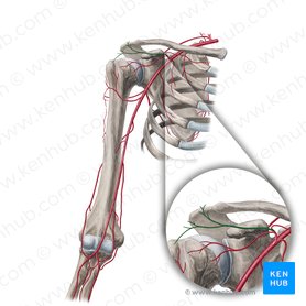 Acromial branch of thoracoacromial artery (Ramus acromialis arteriae thoracoacromialis); Image: Yousun Koh