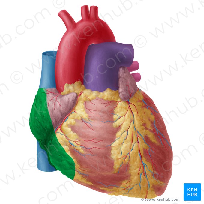 Right surface of heart (Facies dextra cordis); Image: Yousun Koh