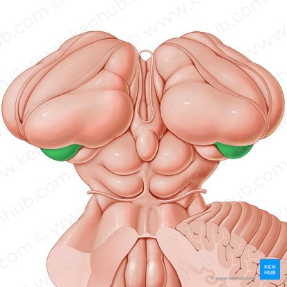 Cuerpo geniculado lateral (Corpus geniculatum laterale); Imagen: Paul Kim