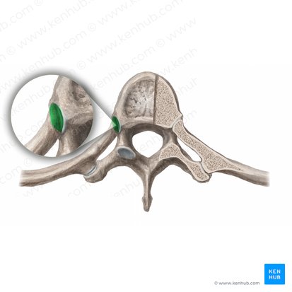 tubercle of rib