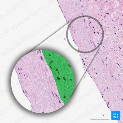 Myocardium; Image: 