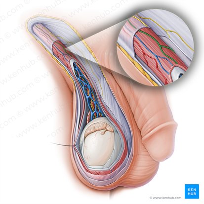 Descente testiculaire