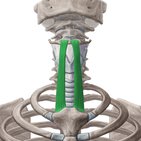 Sternohyoid muscle