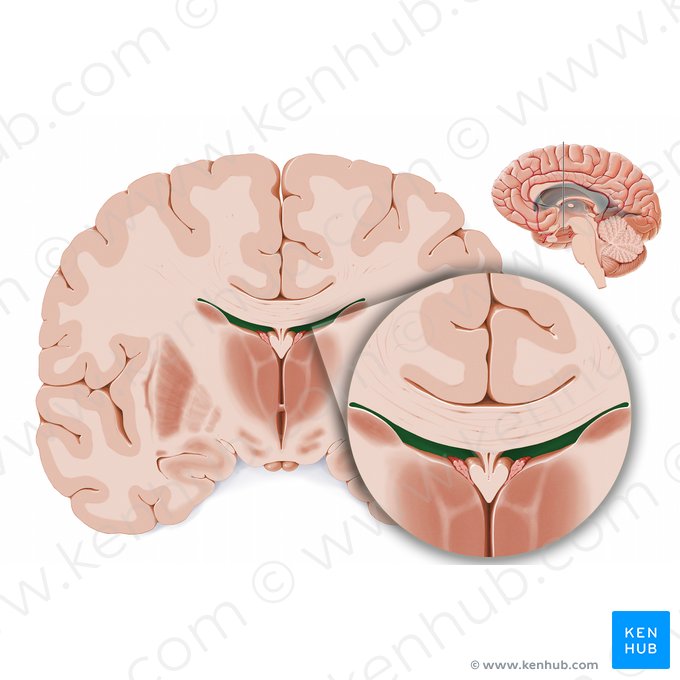 Corpo do ventrículo lateral (Pars centralis ventriculi lateralis); Imagem: Paul Kim