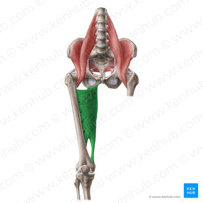 Musculus adductor magnus (Großer Oberschenkelanzieher); Bild: Liene Znotina