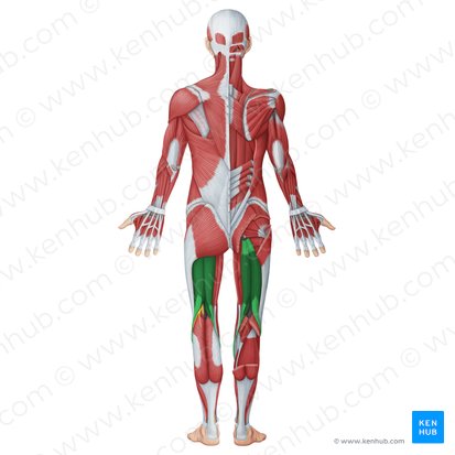 Posterior muscles of thigh (Musculi posteriores femoris); Image: Irina Münstermann