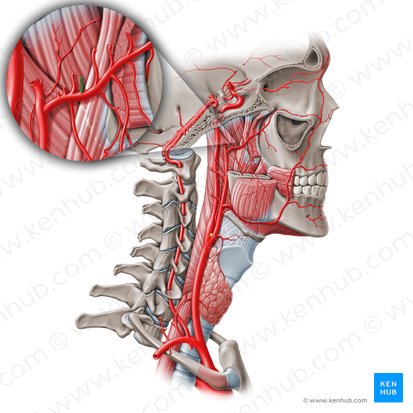 Accessory meningeal artery (Arteria meningea accessoria); Image: Paul Kim