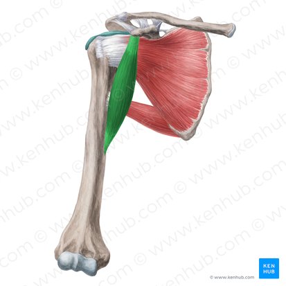 Coracobrachialis muscle (Musculus coracobrachialis); Image: Yousun Koh