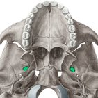 Foramen oval