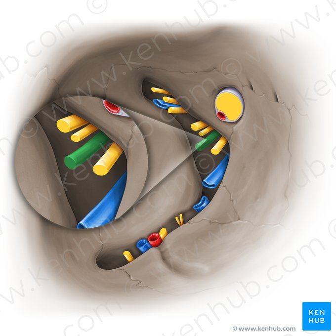 Abducens nerve (Nervus abducens); Image: Paul Kim