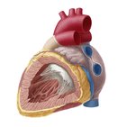 Left atrium and ventricle