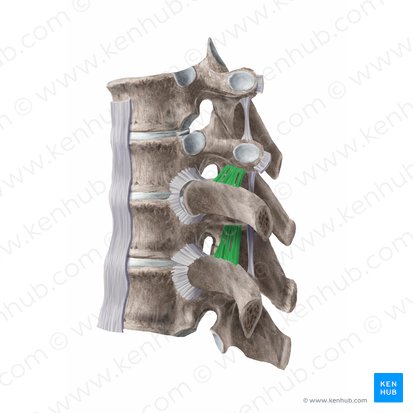 Ligamento costotransverso superior (Ligamentum costotransversarium superius); Imagen: Begoña Rodriguez