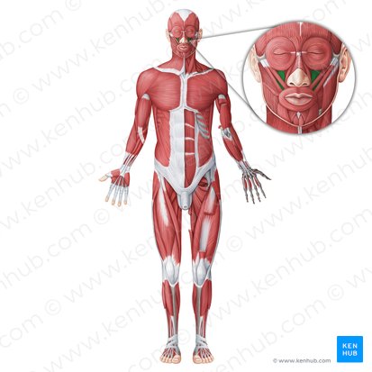 Levator labii superioris muscle (Musculus levator labii superioris); Image: Yousun Koh