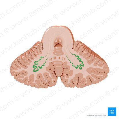 Núcleo dentado (Nucleus dentatus); Imagen: Paul Kim