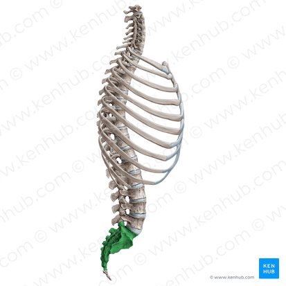 Sacrum (Os sacrum); Image: Irina Münstermann