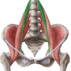 Musculus psoas minor