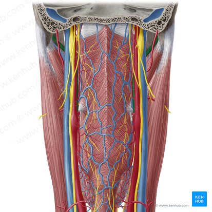 External carotid artery (Arteria carotis externa); Image: Yousun Koh