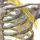 Nervus pectoralis medialis