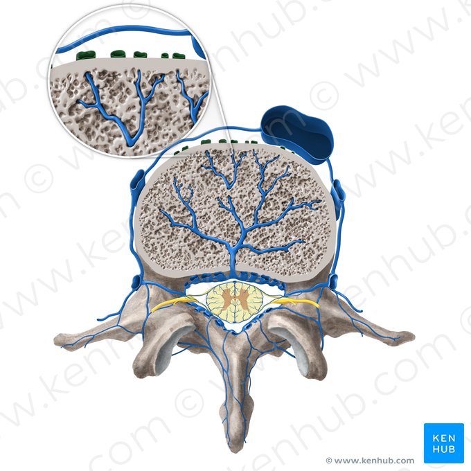 Plexo venoso vertebral anterior externo (Plexus venosus vertebralis externus anterior); Imagem: Paul Kim