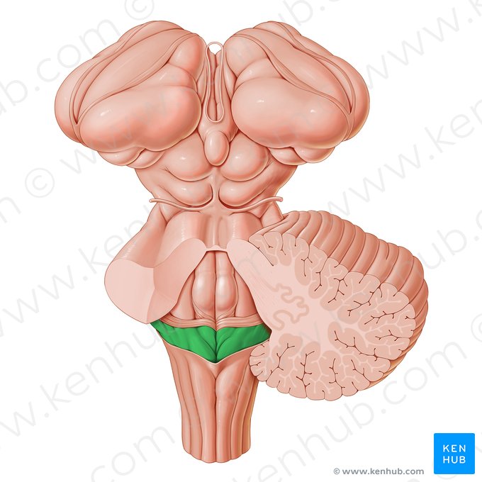 Superior part of medulla oblongata (Pars superior medullae oblongatae); Image: Paul Kim