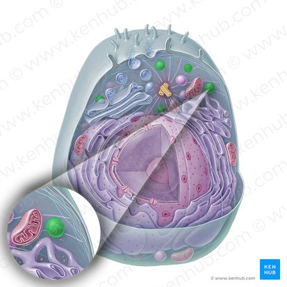 Lisosoma (Lysosoma); Imagen: Paul Kim