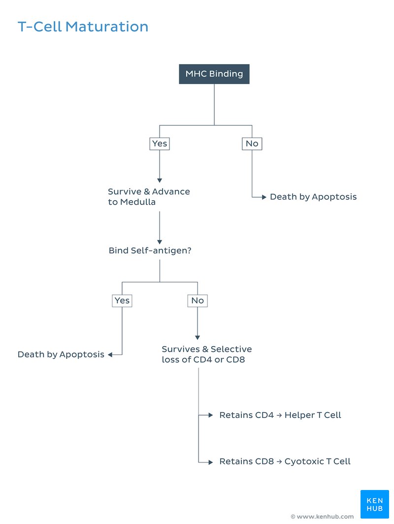 T-Cell Maturation Pathway