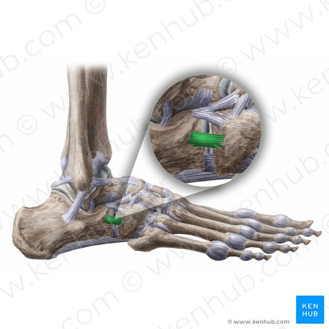 Ligamentum calcaneocuboideum dorsale (Rückseitiges Fersenbein-Würfelbein-Band); Bild: Liene Znotina