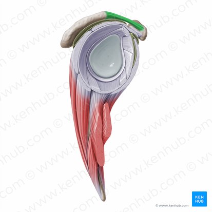 Coracoacromial ligament (Ligamentum coracoacromiale); Image: Paul Kim