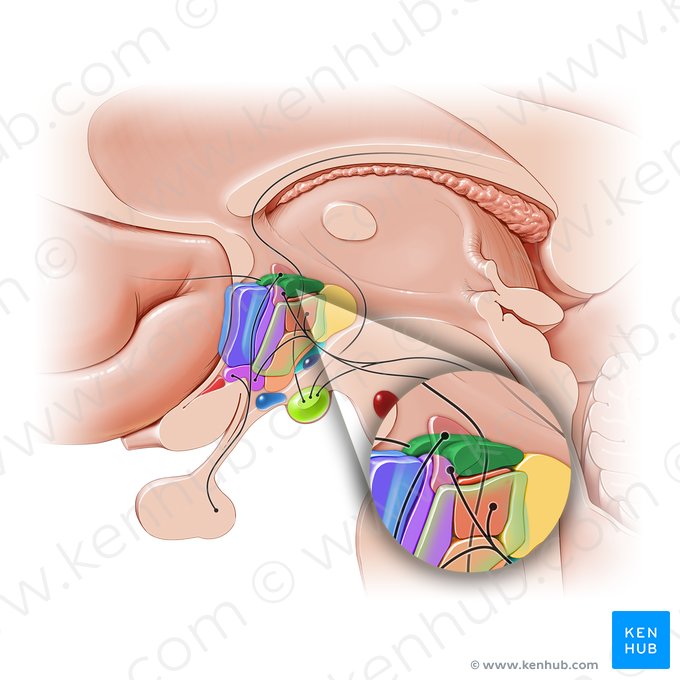 Lateral hypothalamic area (Area hypothalamica lateralis); Image: Paul Kim