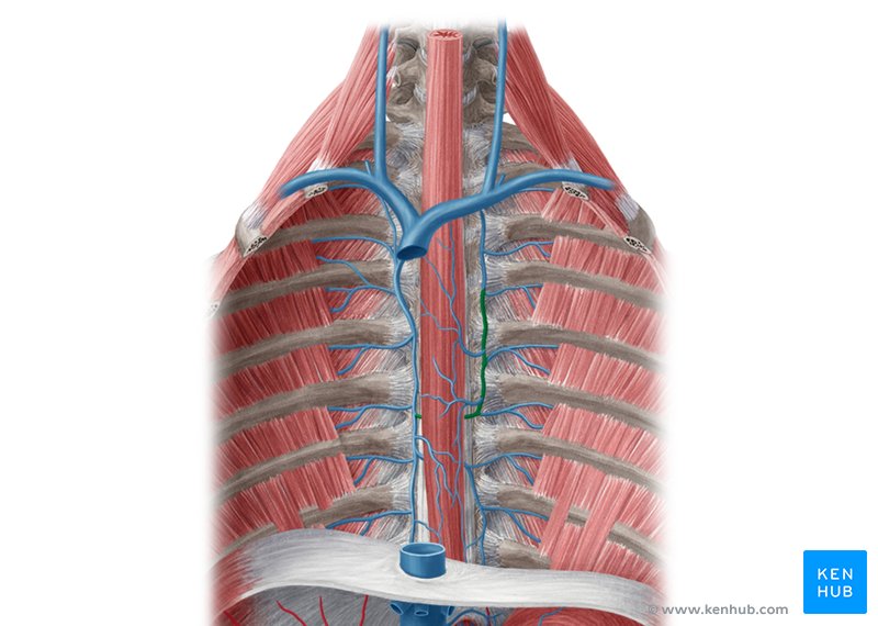 Accessory hemiazygos vein - ventral view