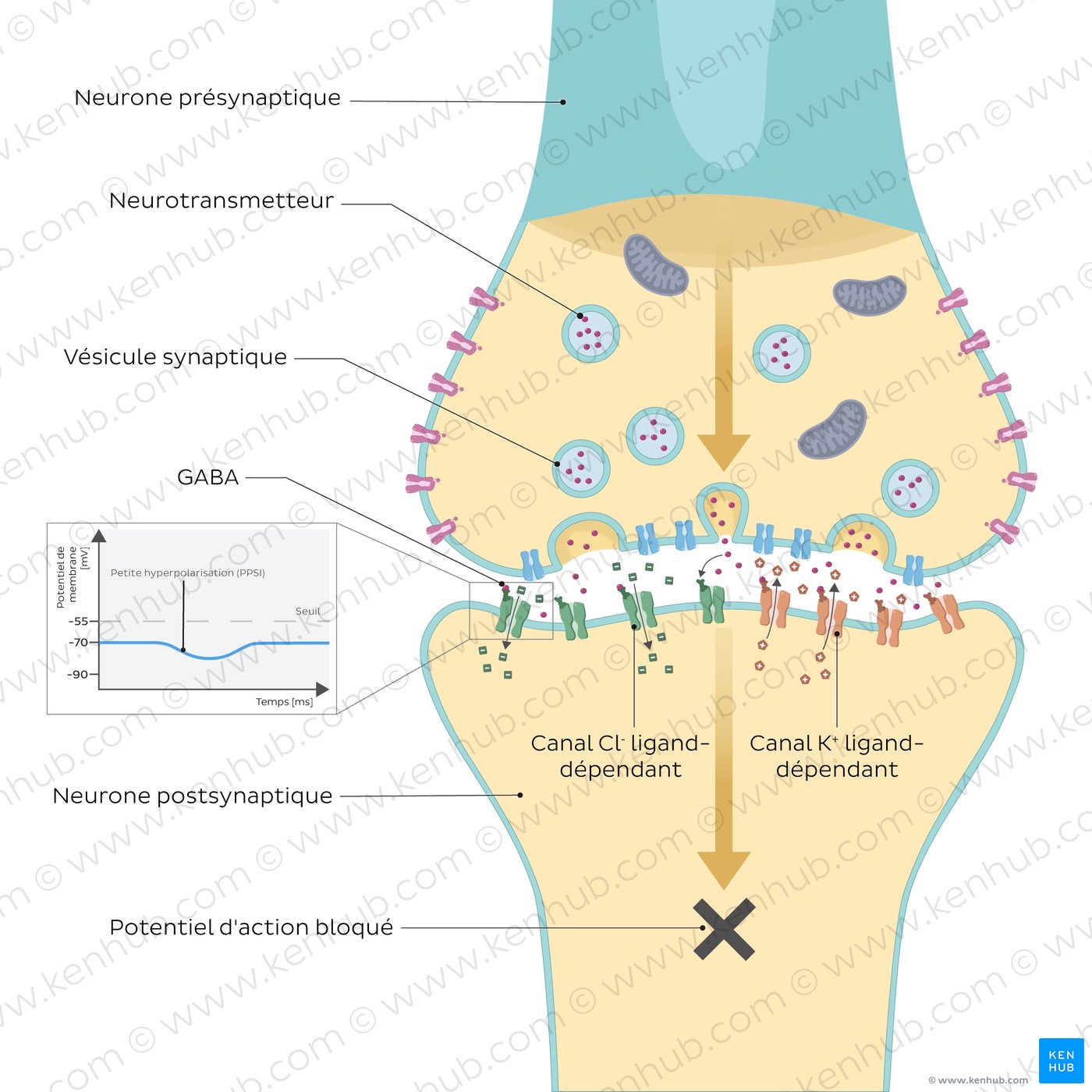 Neurotransmetteurs Inhibiteurs GABA Et Glycine Kenhub