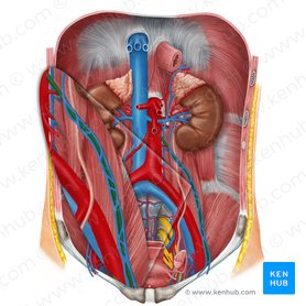 Artéria ovárica esquerda (Arteria ovarica sinistra); Imagem: Irina Münstermann