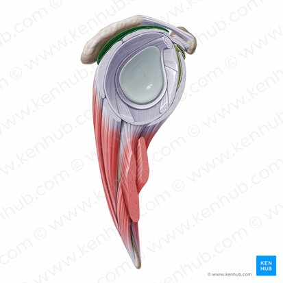 Subdeltoid & subacromial bursae (Bursa subdeltoidea & Bursa subacromialis); Image: Paul Kim