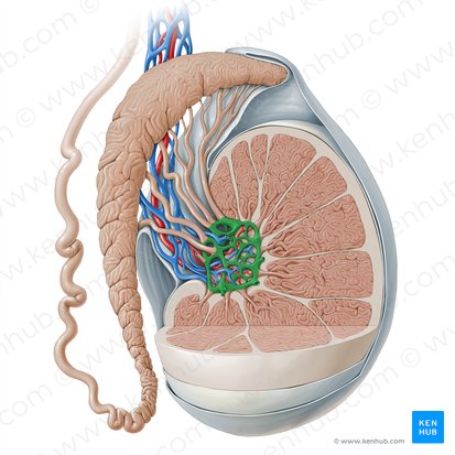 Rede do testículo (Rete testis); Imagem: Paul Kim