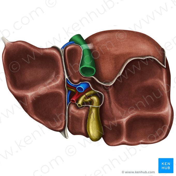 Veine cave inférieure (Vena cava inferior); Image : Irina Münstermann