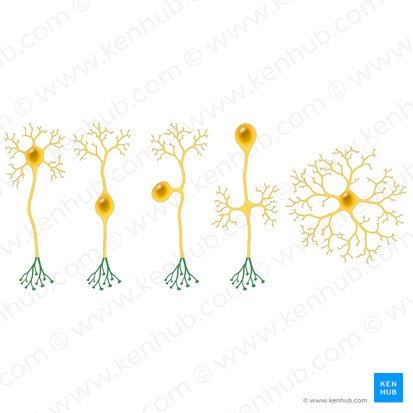Teledendron axonis (Endbäumchen der Nervenfaser); Bild: Paul Kim