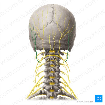 Nervo occipital menor (Nervus occipitalis minor); Imagem: Yousun Koh