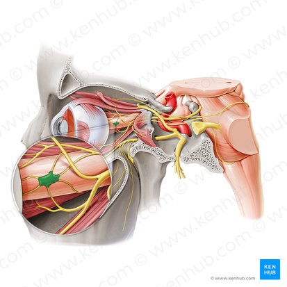 Gânglio ciliar (Ganglion ciliare); Imagem: Paul Kim