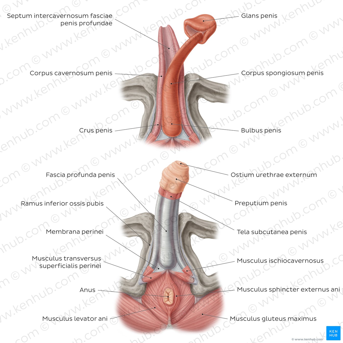 Aufbau des Penis aus inferiorer Ansicht